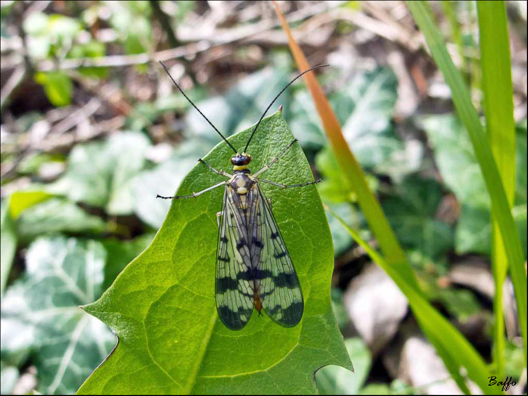 Otiorhynchus sp.